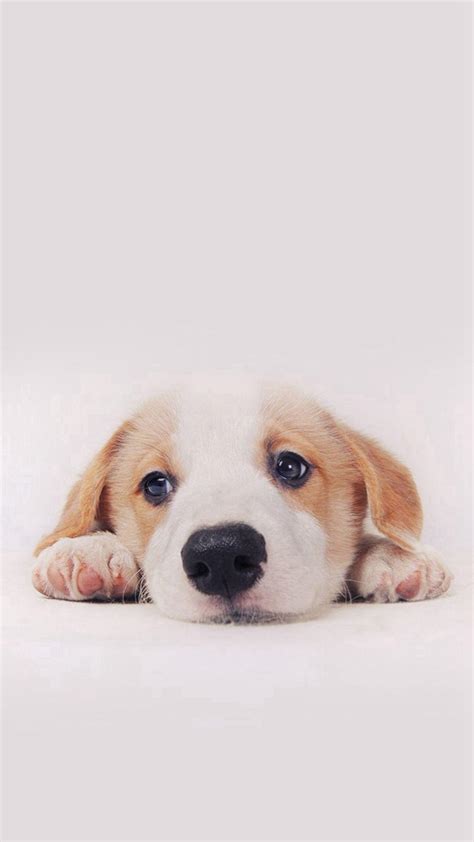 iphone dog wallpaper|cute wallpapers of dogs.